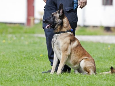 Malinois police dog and handler. Malinois police dog and handler.